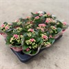 KALANCHOE  8 CM DUBBEL M,ROSA 1X16